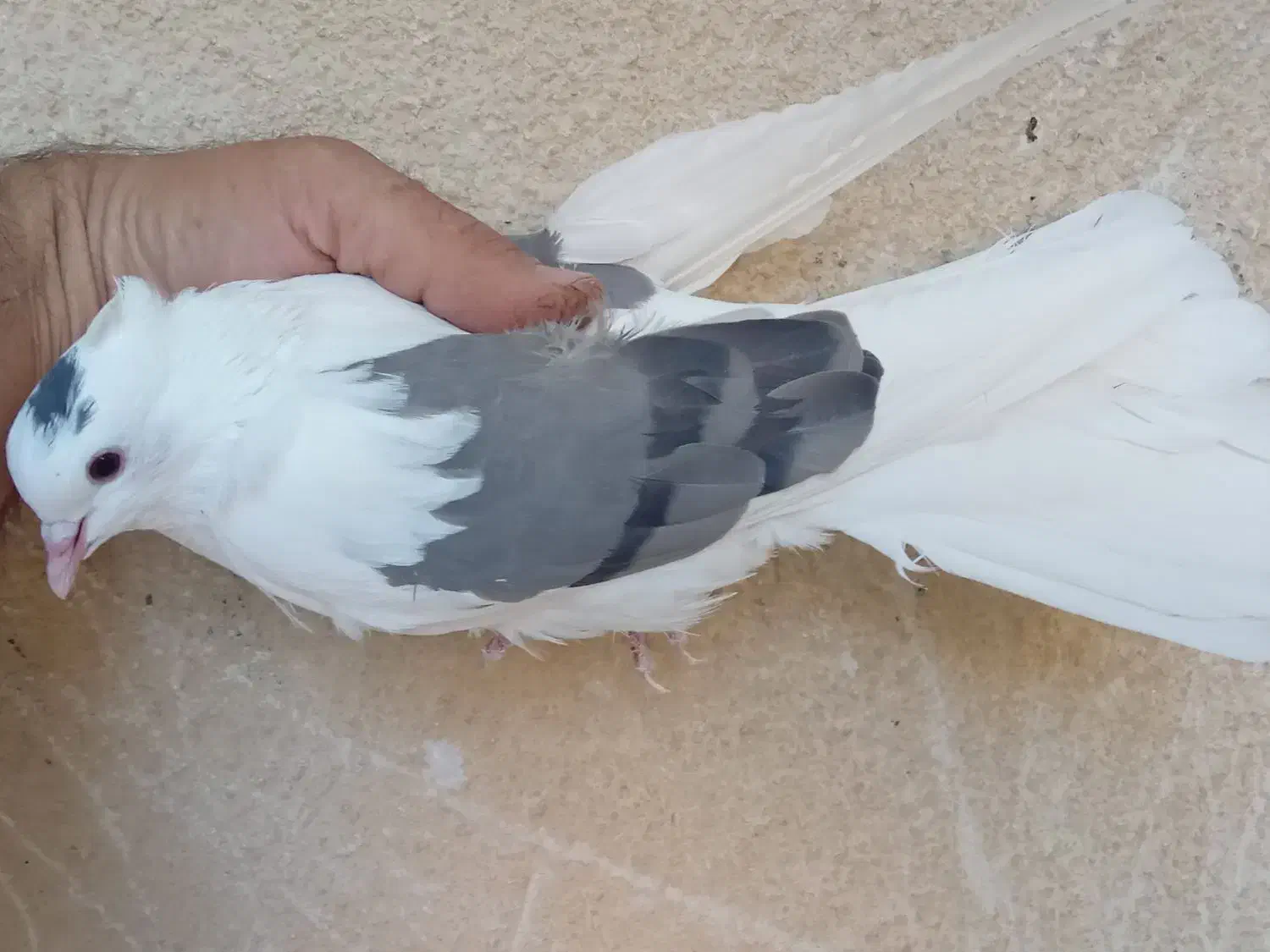 ماده نواتی سرخ ماده شونی ماده یکت|پرنده|سیلاخور, |دیوار