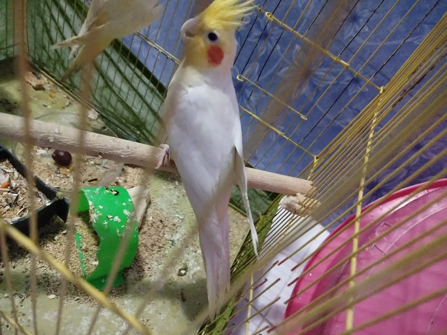 عروس هلندی نر مست|پرنده|مشکین‌دشت, |دیوار