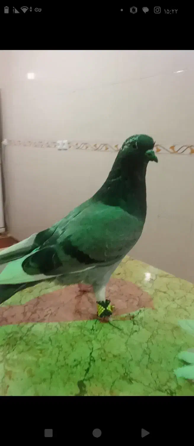 کبوتر|پرنده|زارچ, |دیوار