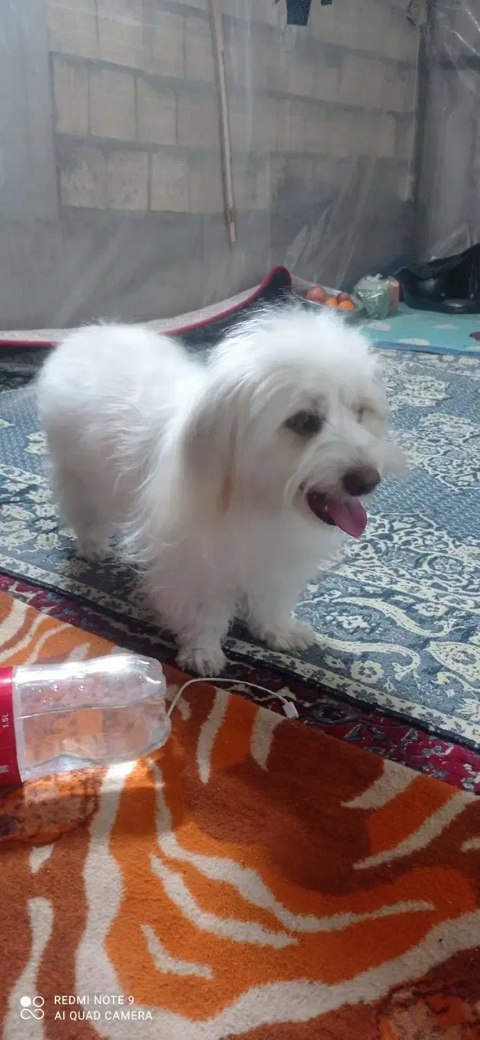 سگ پاکوتاه|سگ|میبد, |دیوار