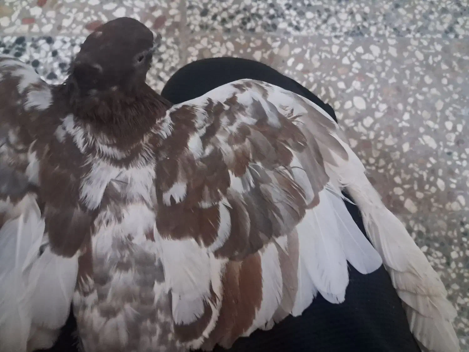 کبوتر|پرنده|مشهد, امیرآباد|دیوار