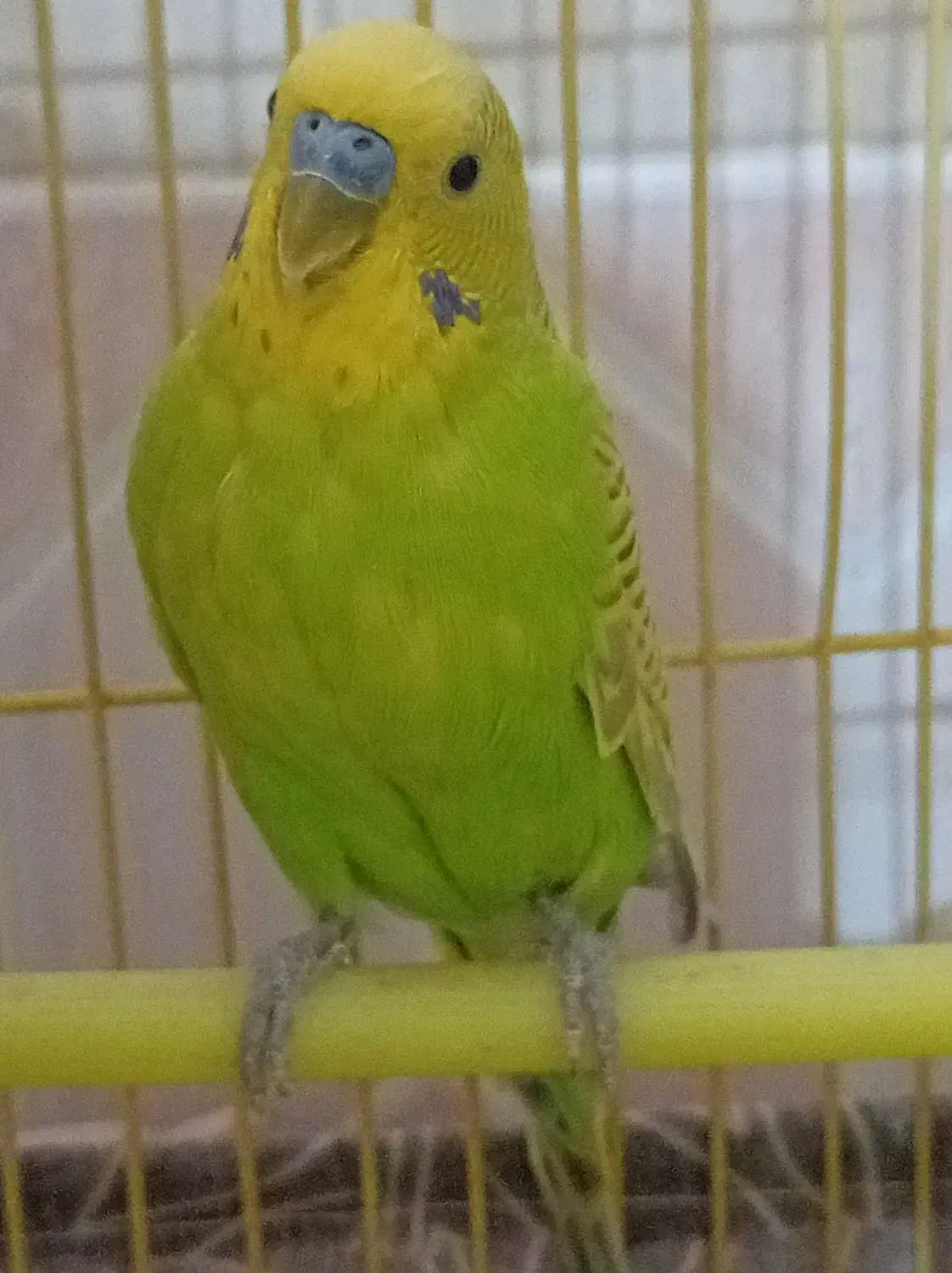 مرغ عشق|پرنده|بیرجند, |دیوار