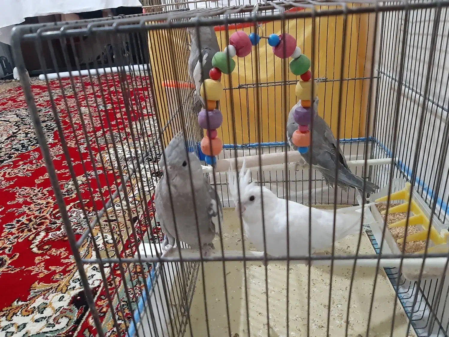 جوجه عروس هلندی|پرنده|قم, نیروگاه|دیوار