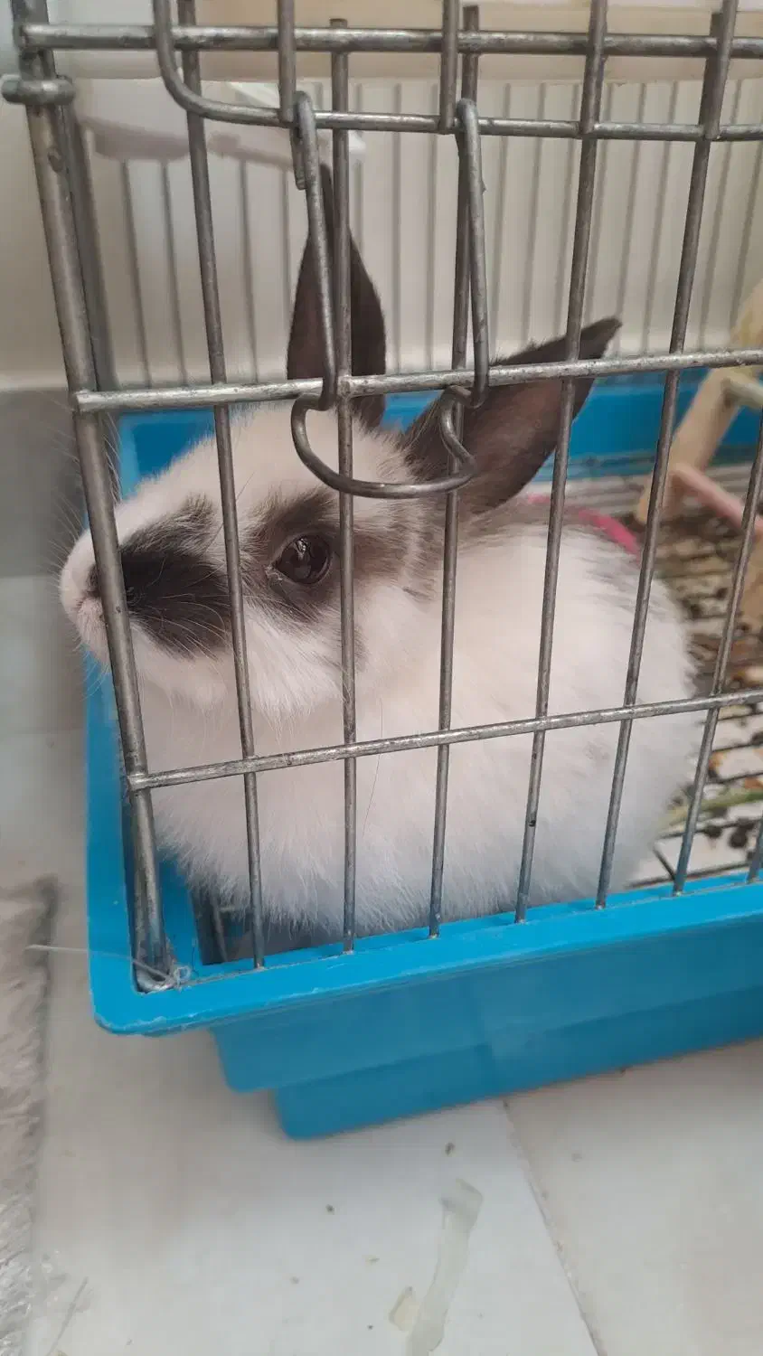 خرگوش باهوش|موش و خرگوش|تهران, والفجر (افسریه)|دیوار