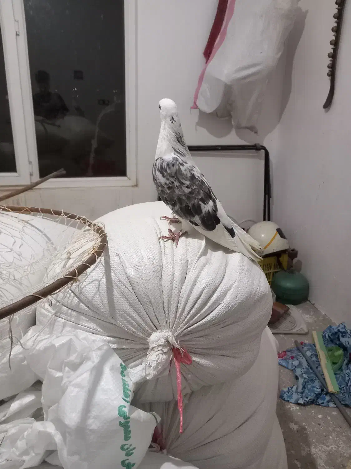 ۶ عدد کبوتر به شرت|پرنده|قره چای, |دیوار