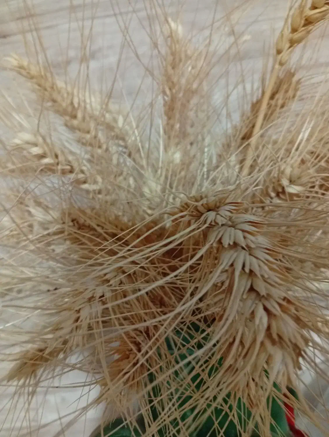 گندم بذری پیشگام بوجاری شوده|گل و گیاه طبیعی|سجاس رود, |دیوار