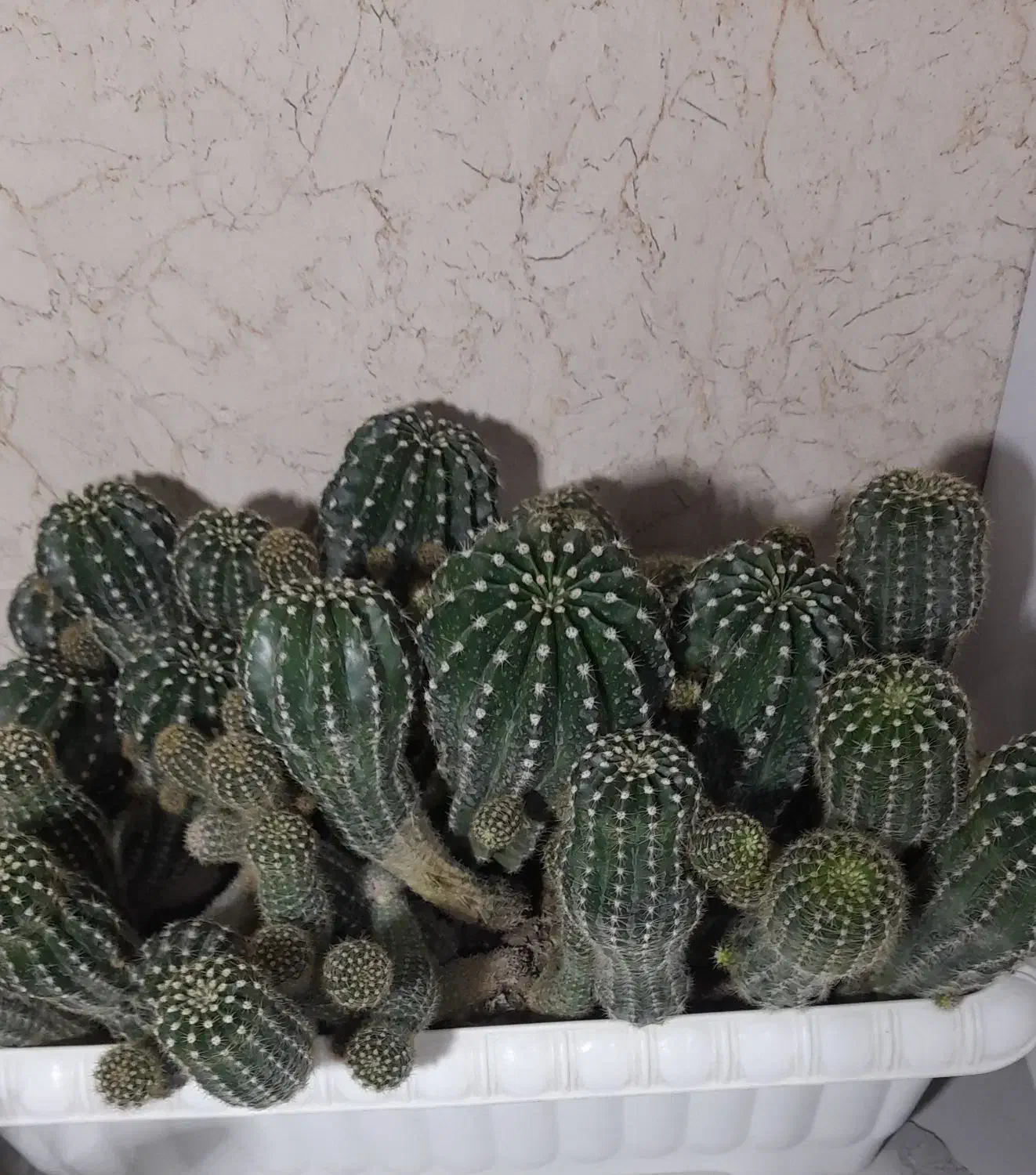 کاکتوس|گل و گیاه طبیعی|فیرورق, |دیوار