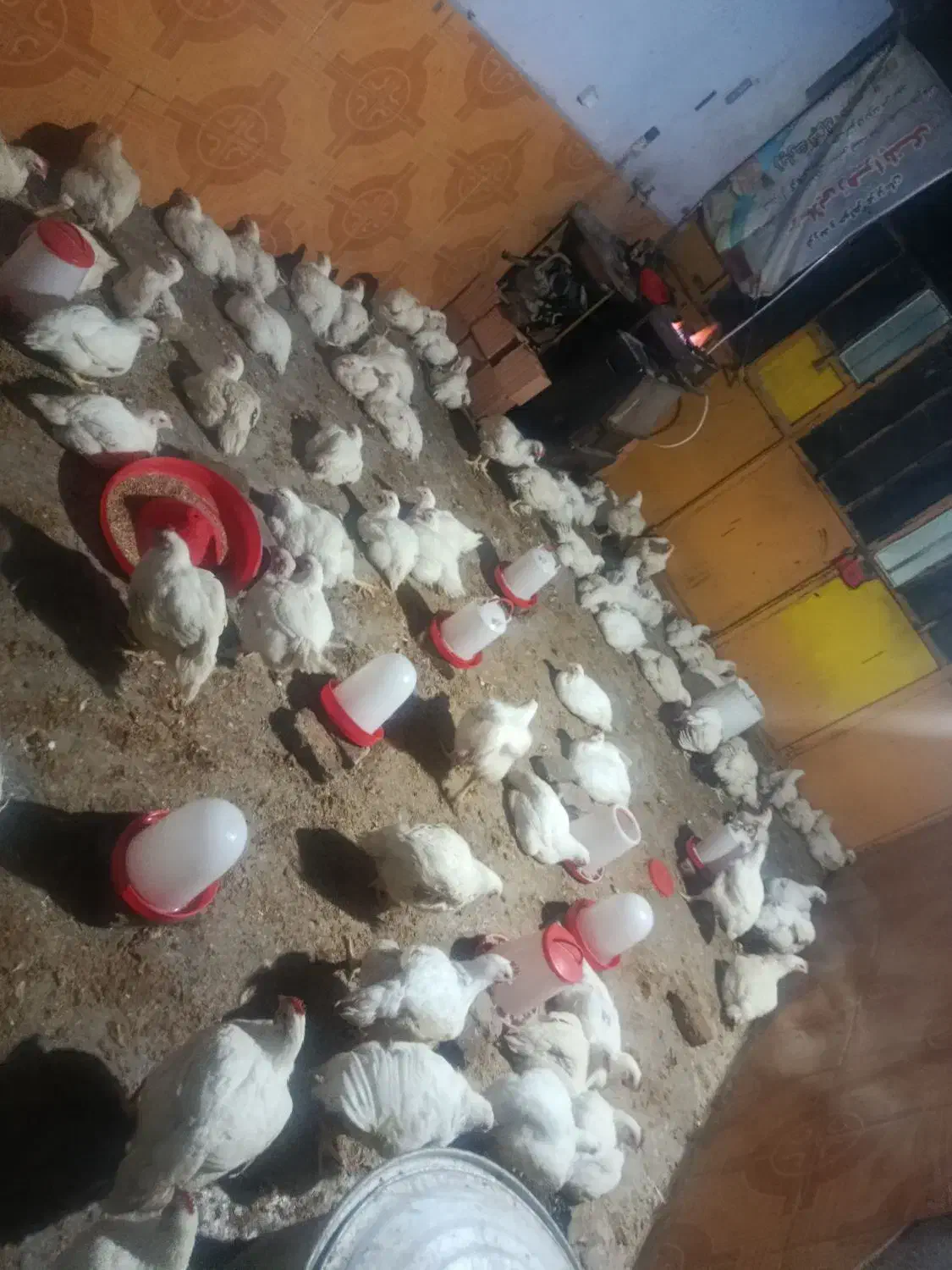 مرغ زنده|حیوانات مزرعه|علیآباد کتول, |دیوار