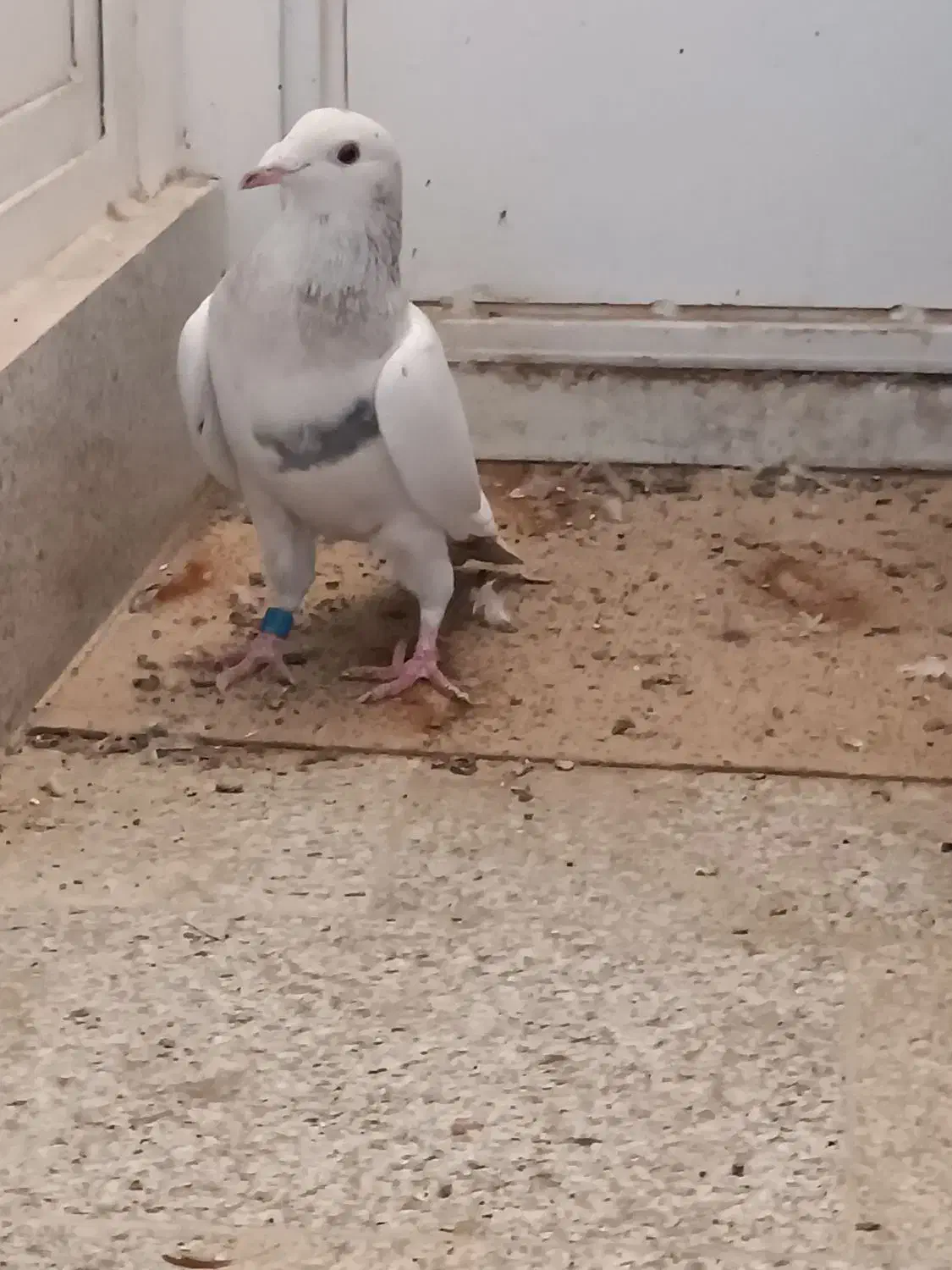 کفتر سار ماده سبزنر و جوجه ساده وپولک|پرنده|قلندر آباد, |دیوار