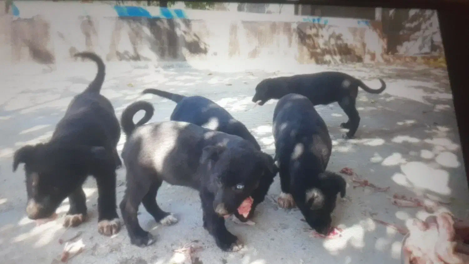 فروش توله سگ|سگ|شیراز, سهل‌آباد|دیوار