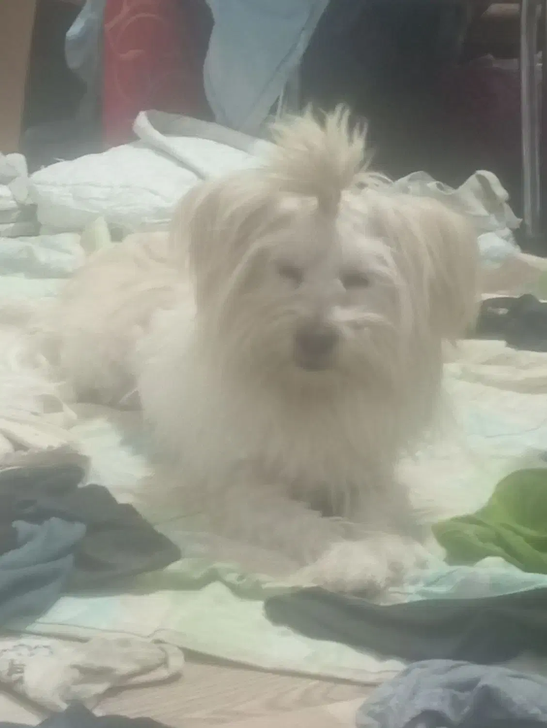 سگ پاکوتاه وپشمالو|سگ|ماهان, |دیوار