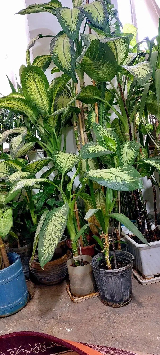 فروش گلهای خانگی|گل و گیاه طبیعی|ایوان, |دیوار