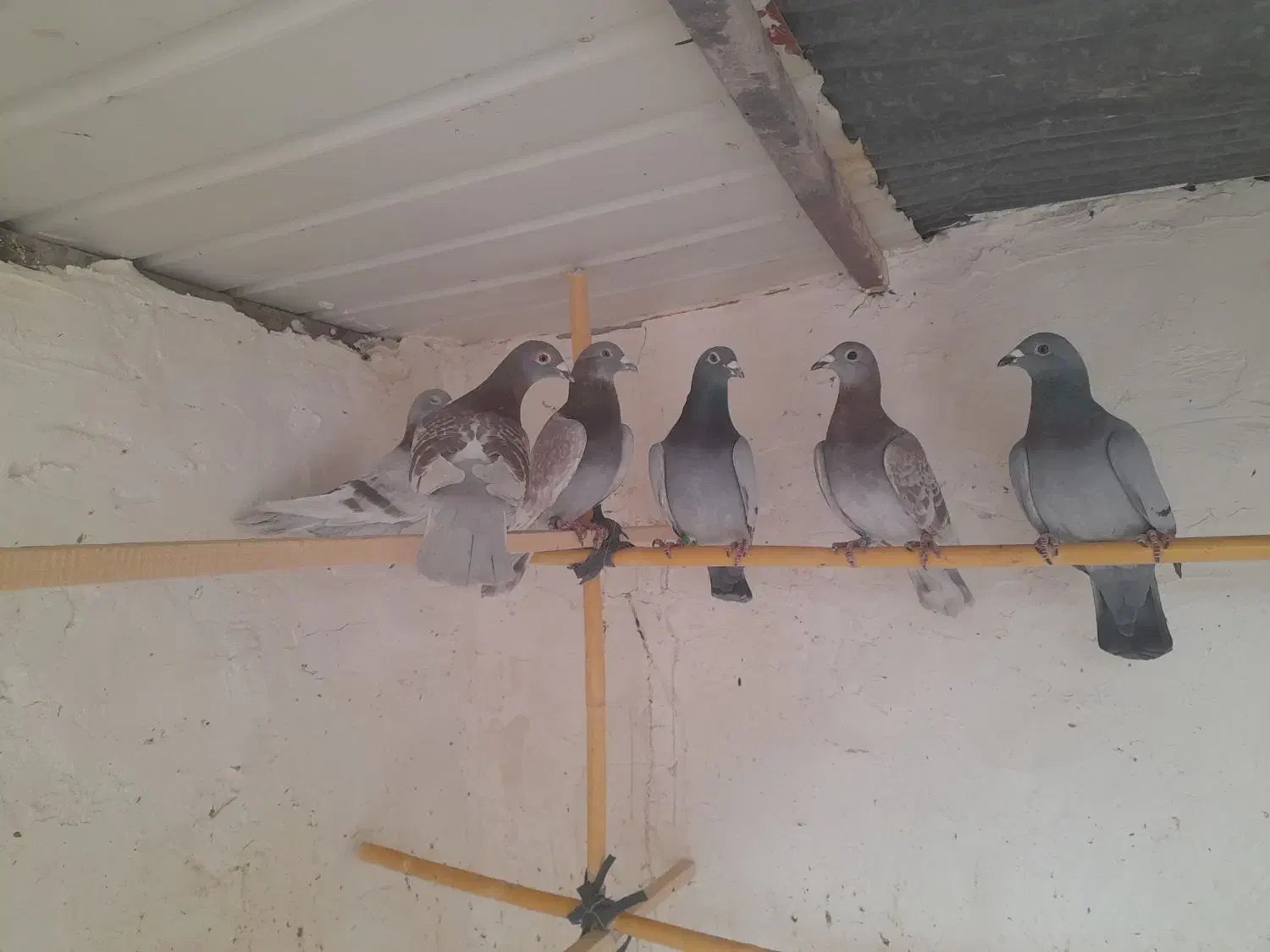 پلاکی اصلی|پرنده|ساوه, |دیوار