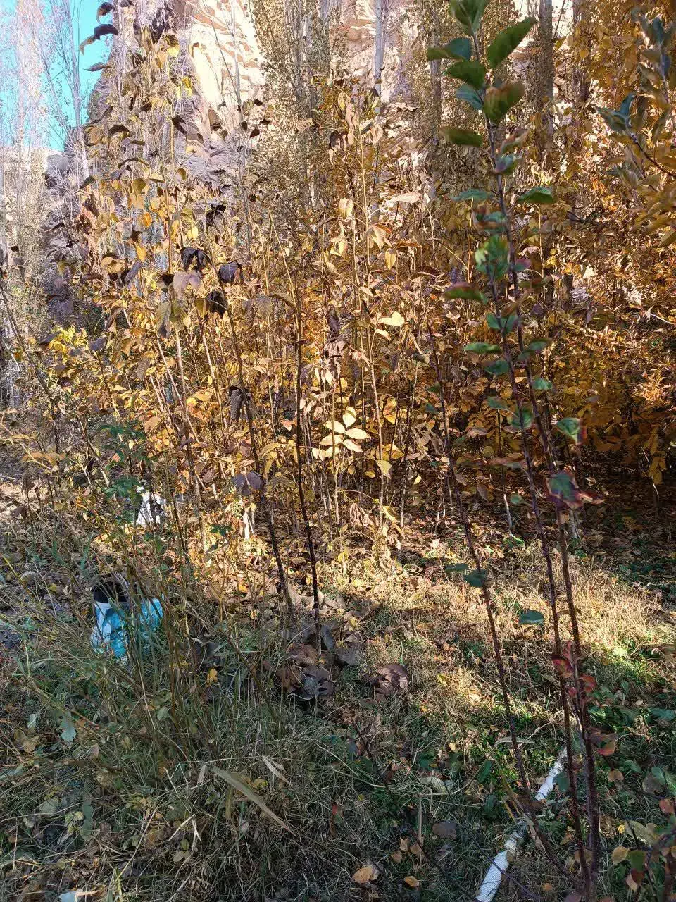 نهال گردو|گل و گیاه طبیعی|چناران, |دیوار