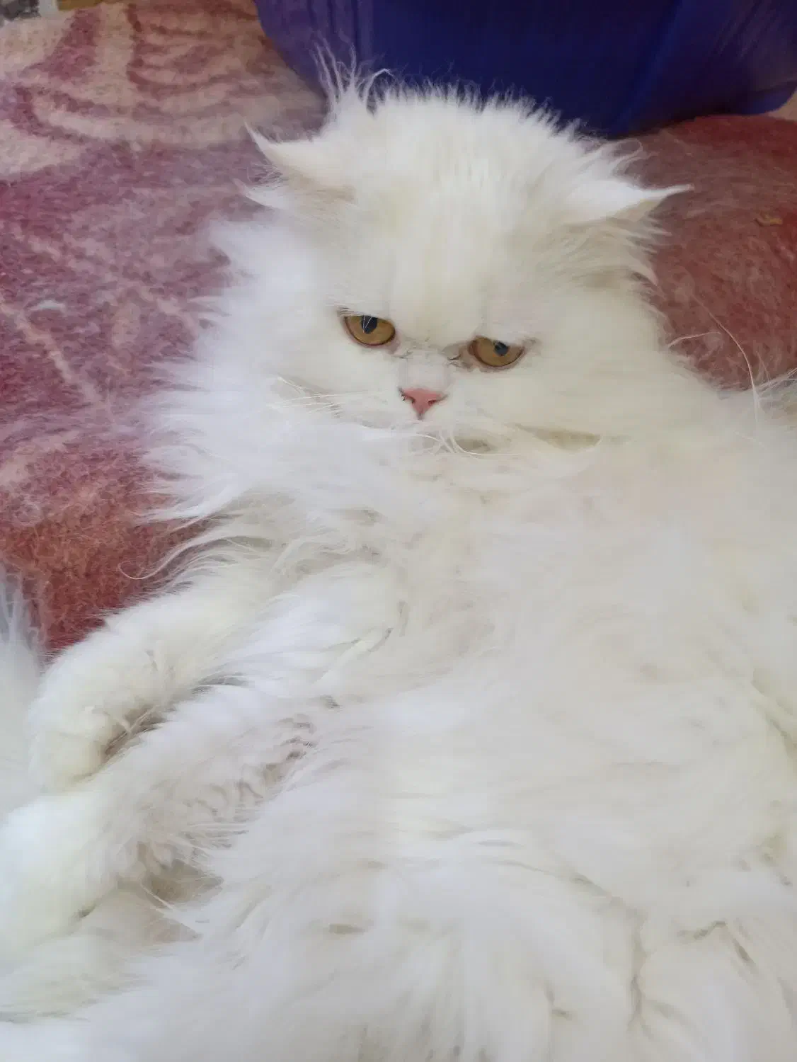 گربه پرشین نر سفید|گربه|کاشمر, |دیوار