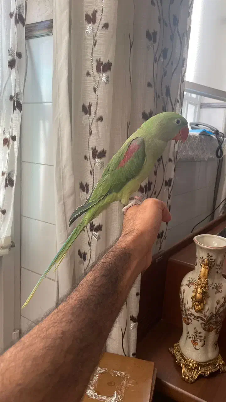 شاه طوطی سخنگو|پرنده|یزد, |دیوار