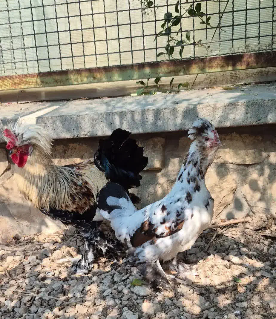 مرغ و خروس نژاد لهستانی|حیوانات مزرعه|جم, |دیوار