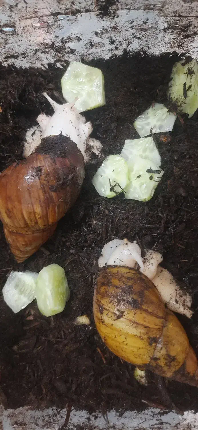 حلزون|خزنده|قم, باغ کرباسی|دیوار