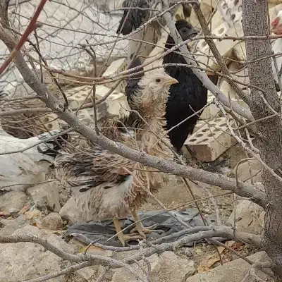 مرغ و خروس گلین بومی جوان|حیوانات مزرعه|لردگان, |دیوار