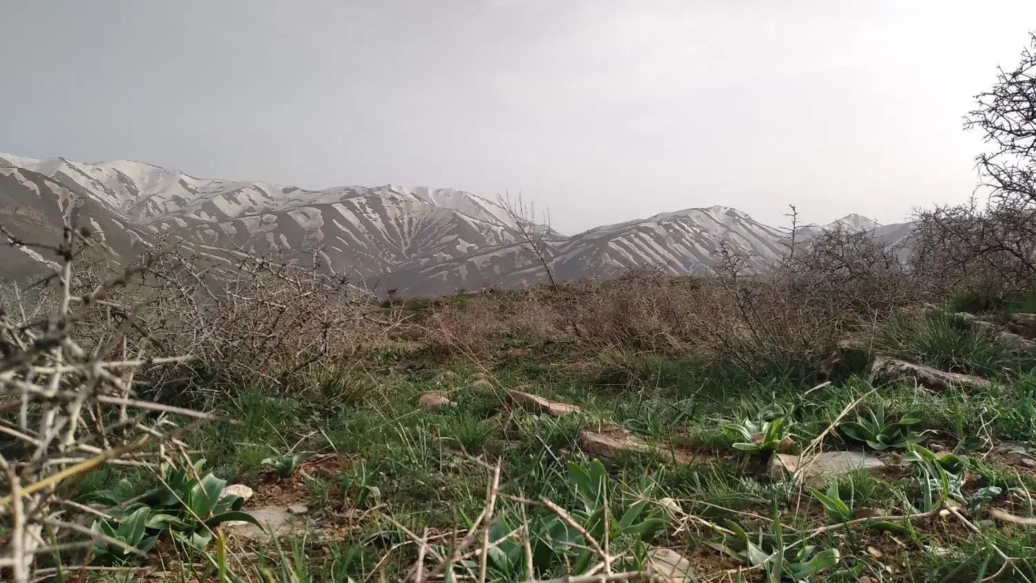 عسل طبیعی|گل و گیاه طبیعی|سقز, |دیوار