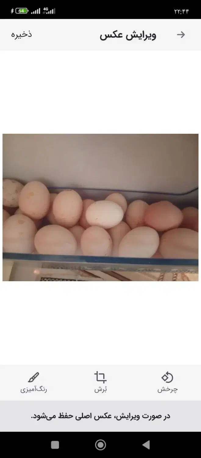 تخم مرغ محلی تازه ارگانیک|خوردنی و آشامیدنی|مشهد, جاهد شهر|دیوار