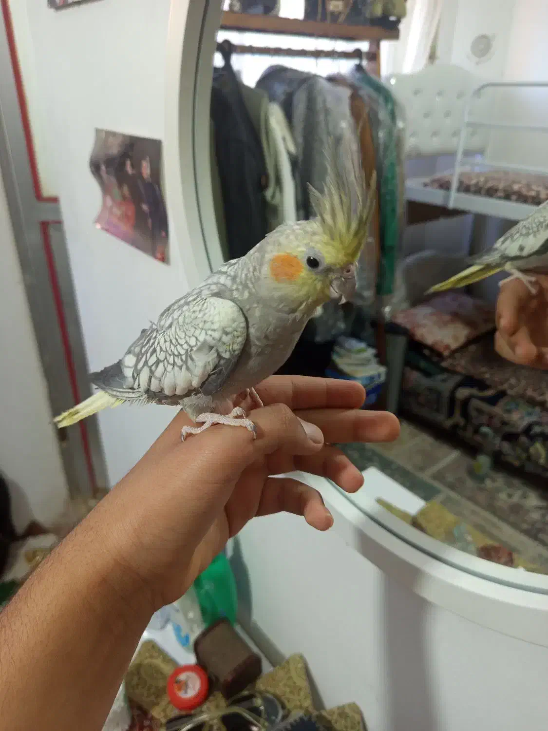 عروس هلندی|پرنده|مشهد, نوید|دیوار