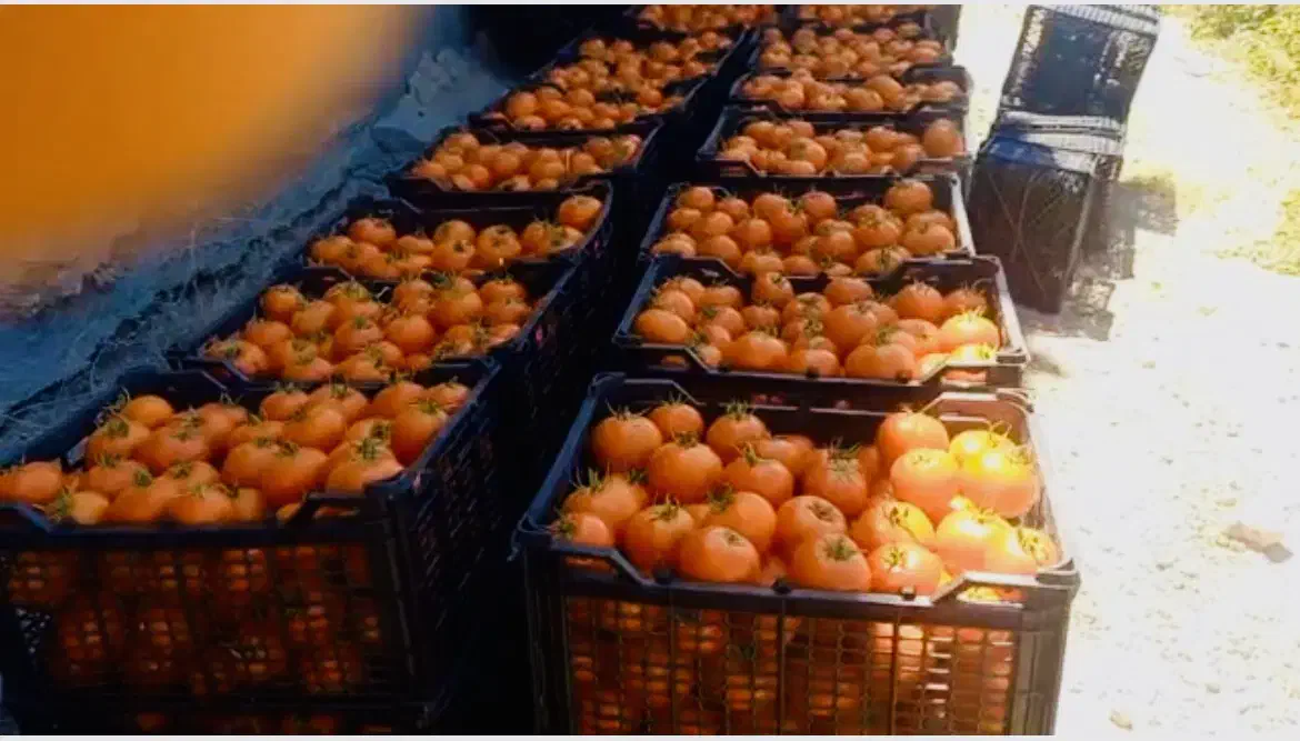 بذر هیبرید گوجه فرنگی رقم مشابه ۸۳۲۰،رقم ۸۰۲۰|خدمات باغبانی و درختکاری|سنندج, |دیوار