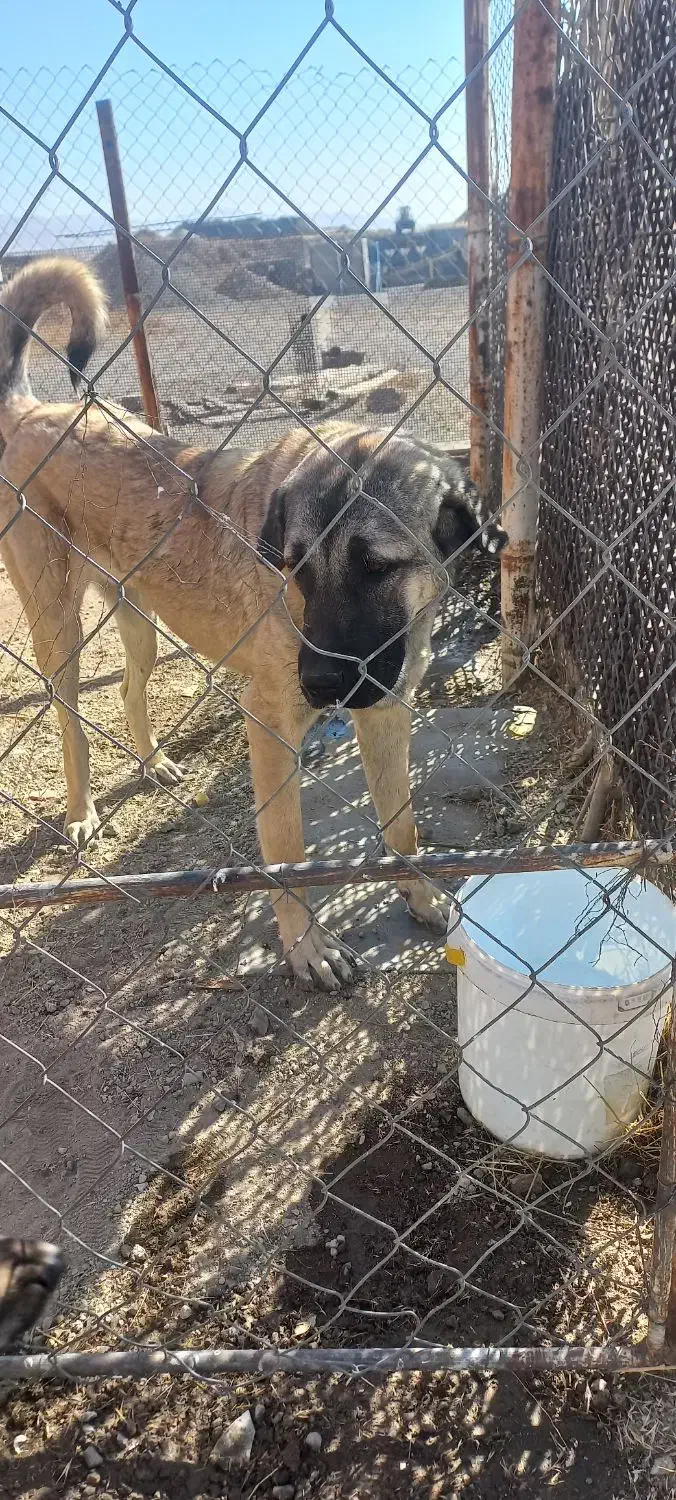 عراقی ماده 10ماه|سگ|زنجان, |دیوار