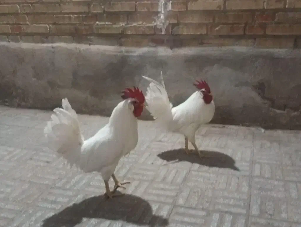 خروس سفید|حیوانات مزرعه|گلپایگان, |دیوار