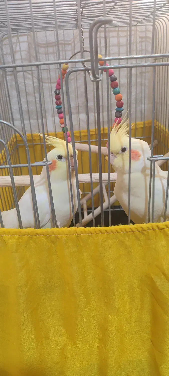 عروس هلندی لوتینو|پرنده|ری, علایین|دیوار