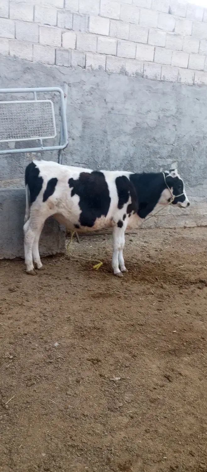 گوساله نر سیمیتال مناسب پروار|حیوانات مزرعه|تیران, |دیوار