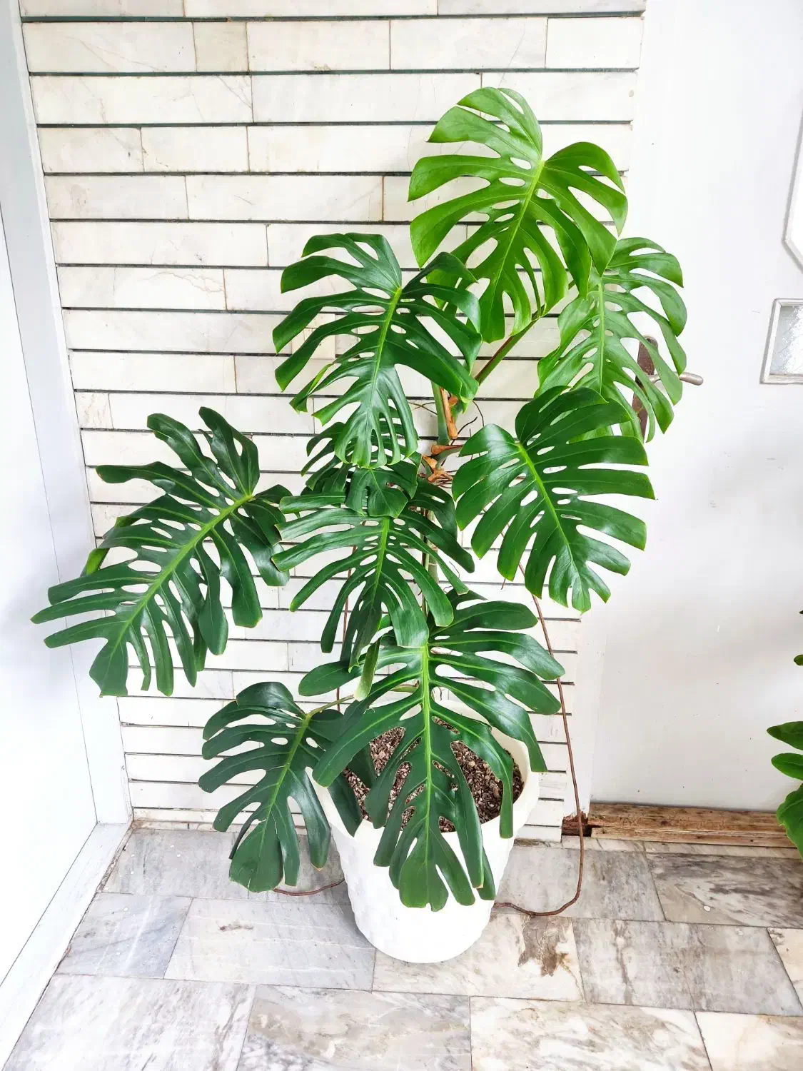 گل زیبای مانسترا ، برگ انجیری|گل و گیاه طبیعی|آمل, |دیوار