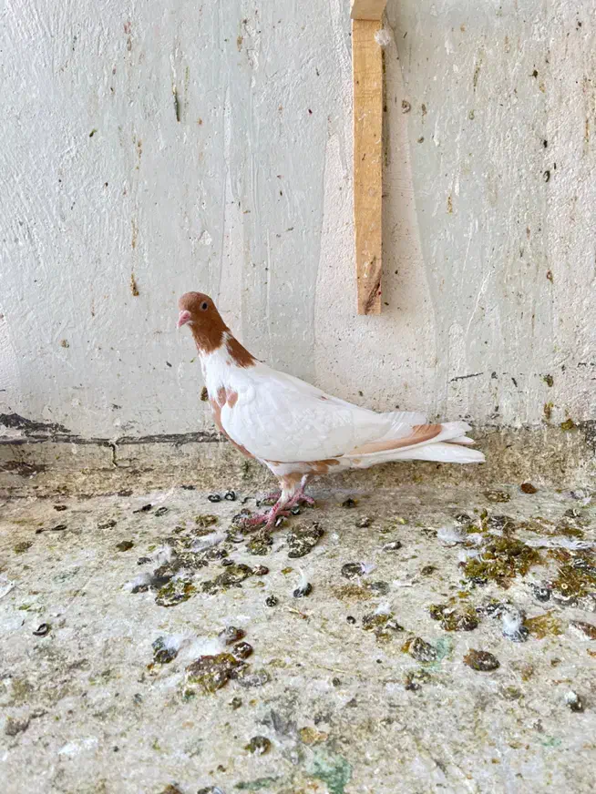 کبوتر پلنگ افغانی|پرنده|سبزوار, ابوریحان|دیوار