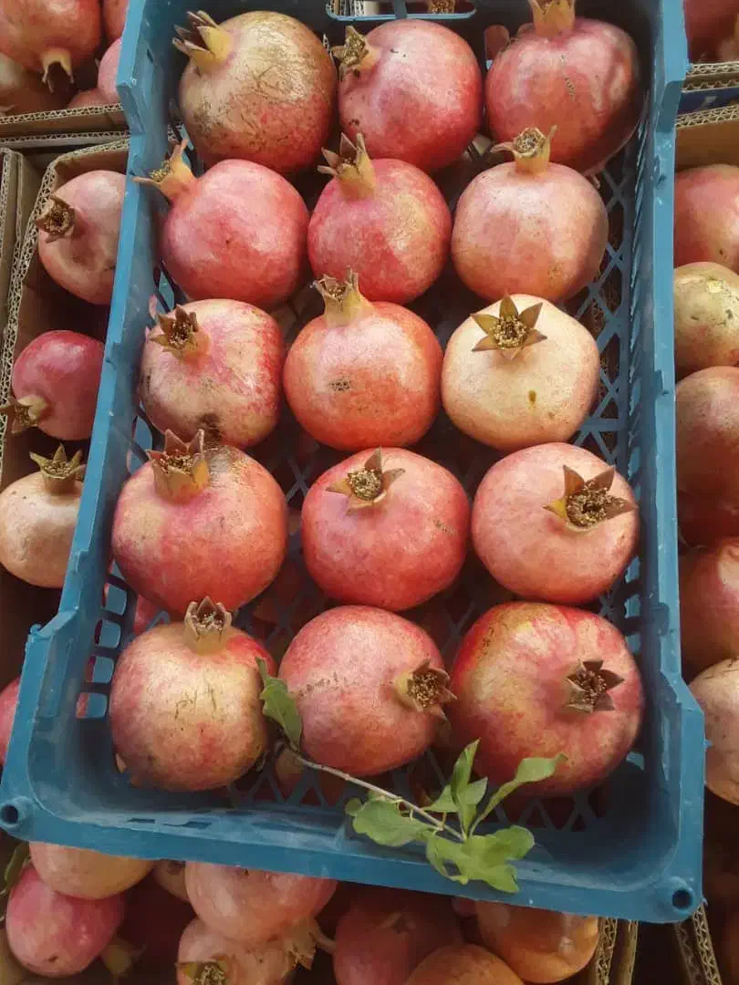 انار درجه ا|عمدهفروشی|فیروزآباد (فارس), |دیوار