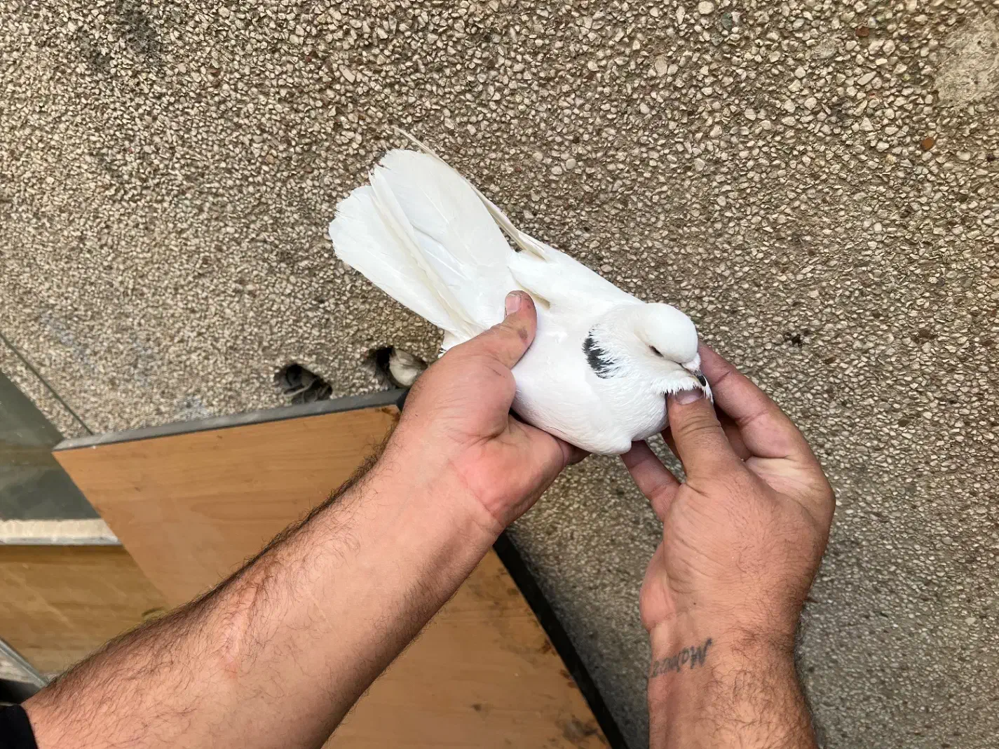 کفتر درجه یک برای بلندی|پرنده|تهران, باغ خزانه|دیوار