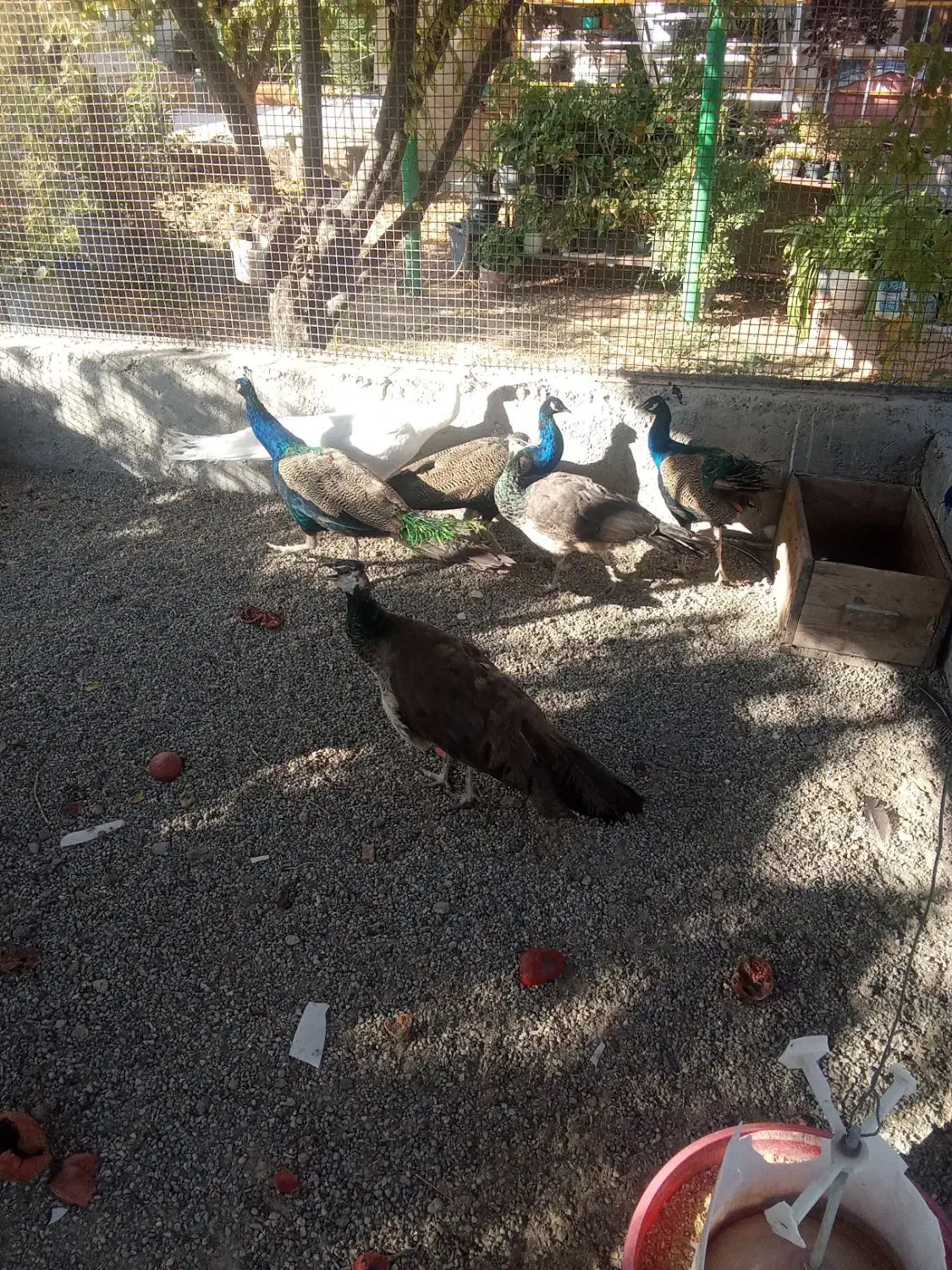 فروش طاووس|حیوانات مزرعه|هشتگرد, فشند|دیوار