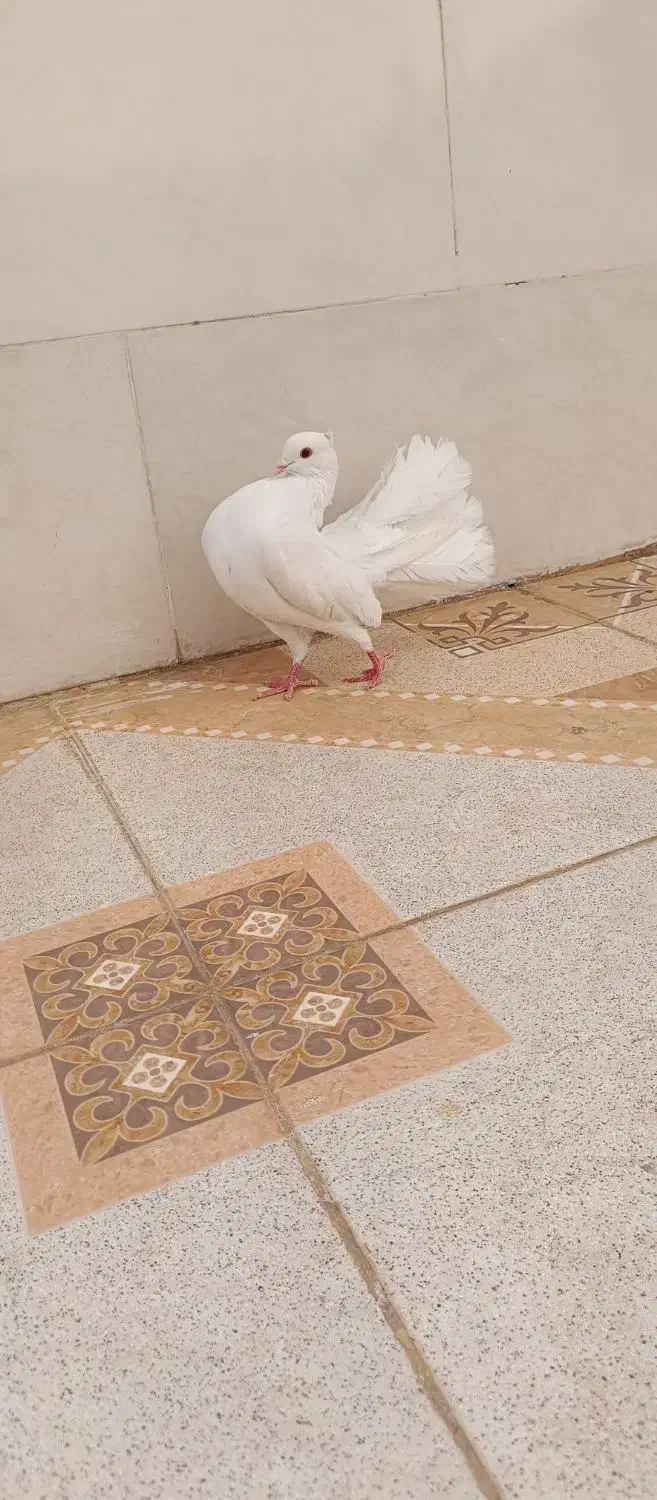 سفید دم چتری|پرنده|رامهرمز, |دیوار