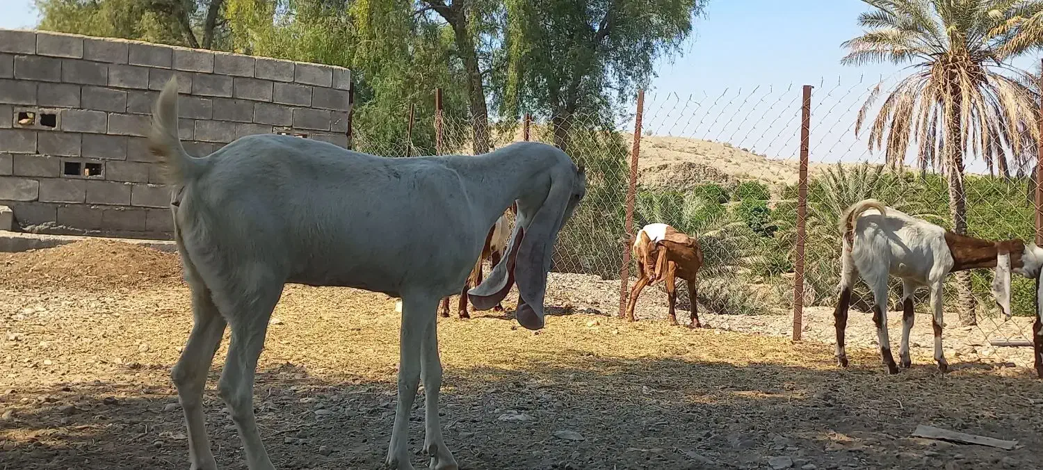 بز گلابی و پاکستانی دورگ|حیوانات مزرعه|رودخانه, |دیوار