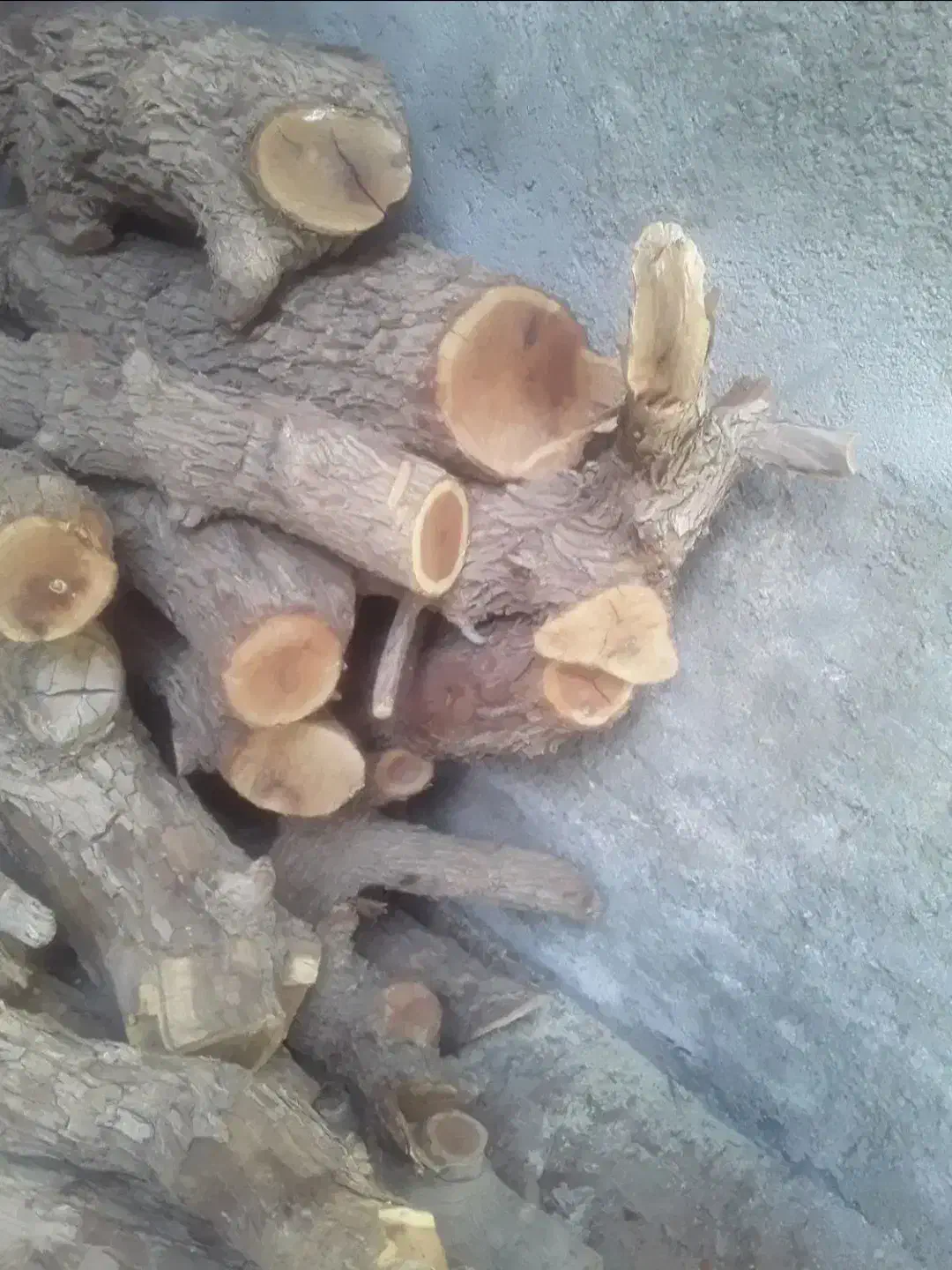 خرید چوب وتنه انواع درختان با بالاترین قیمت|خدمات باغبانی و درختکاری|زهان, |دیوار