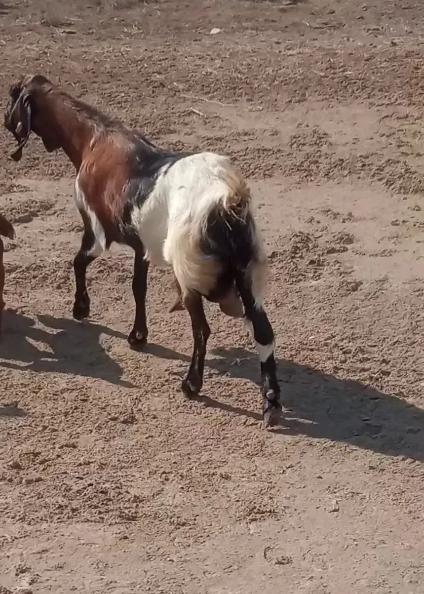بز (تکه) با بز شیری|حیوانات مزرعه|گمیشان, |دیوار