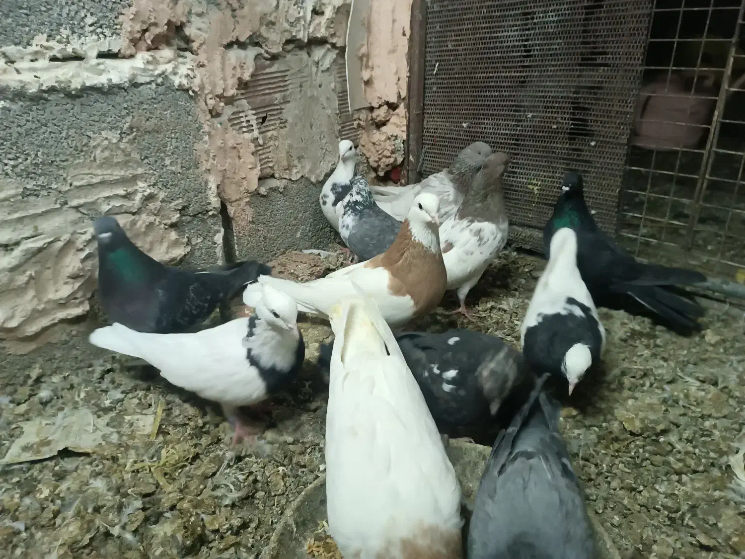 کبوتر سالم پرشی|پرنده|عجب شیر, |دیوار