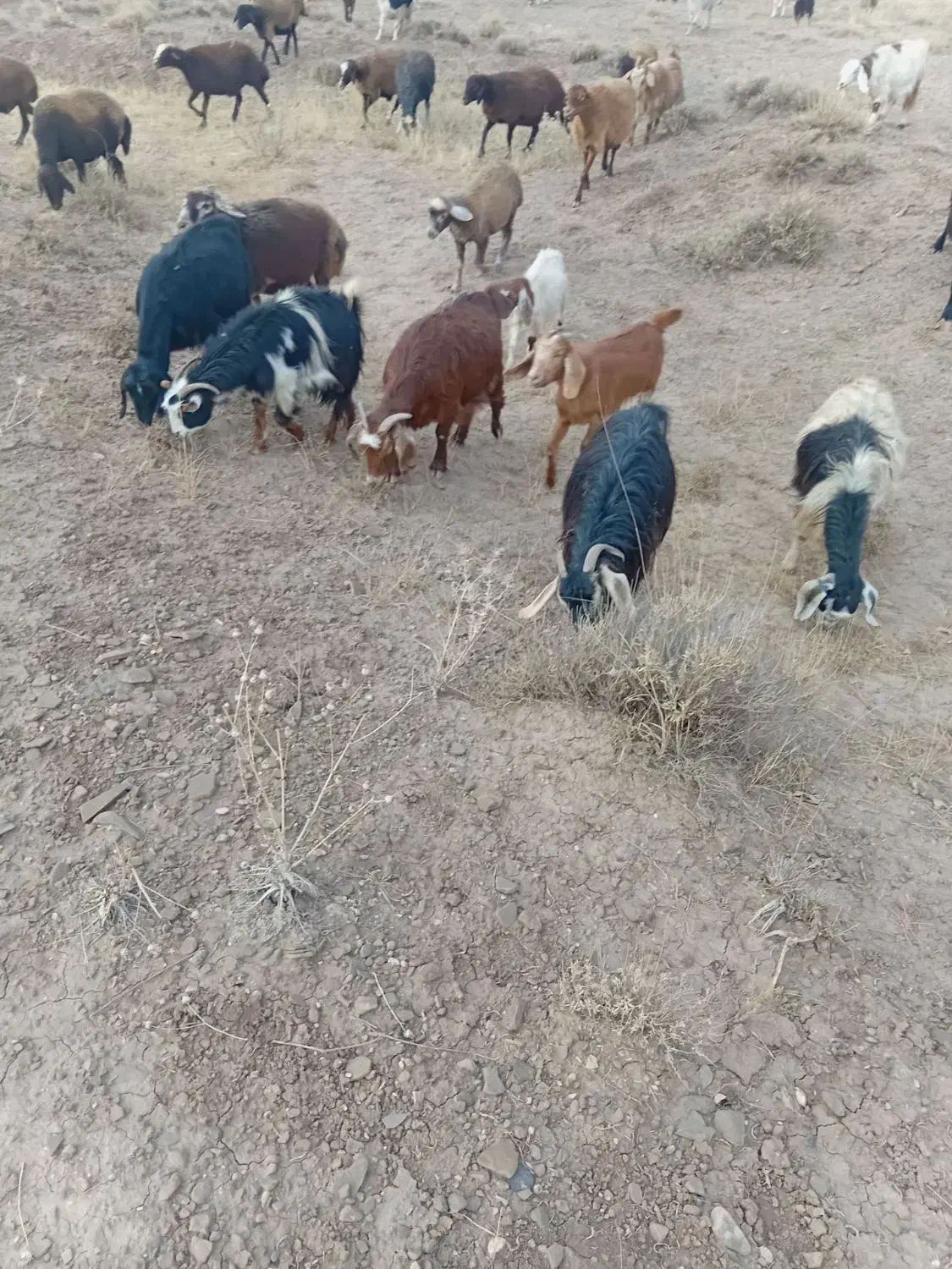 20 عدد بز دامازلخ|حیوانات مزرعه|خواجه, |دیوار