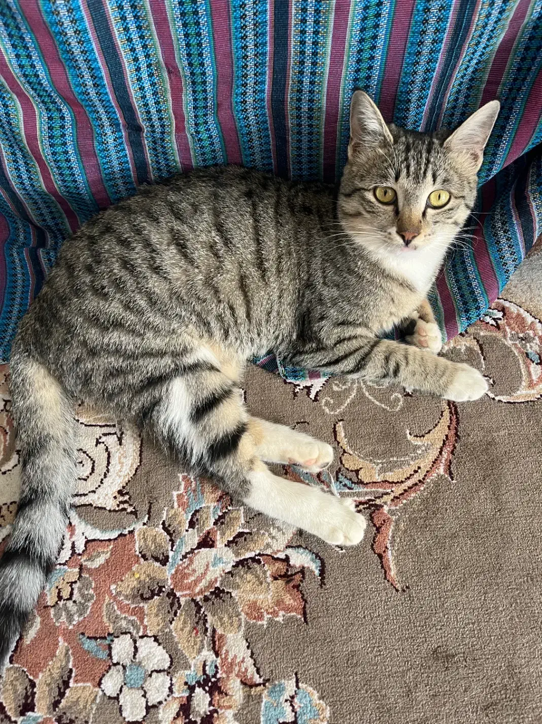 واگذاری گربه dsh|گربه|قائم‌شهر, |دیوار