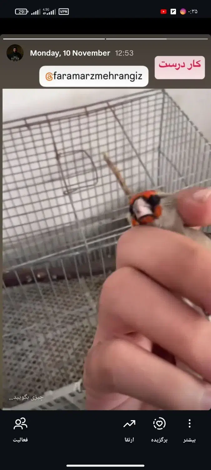 سهره کرمانی مست|پرنده|بجنورد, |دیوار