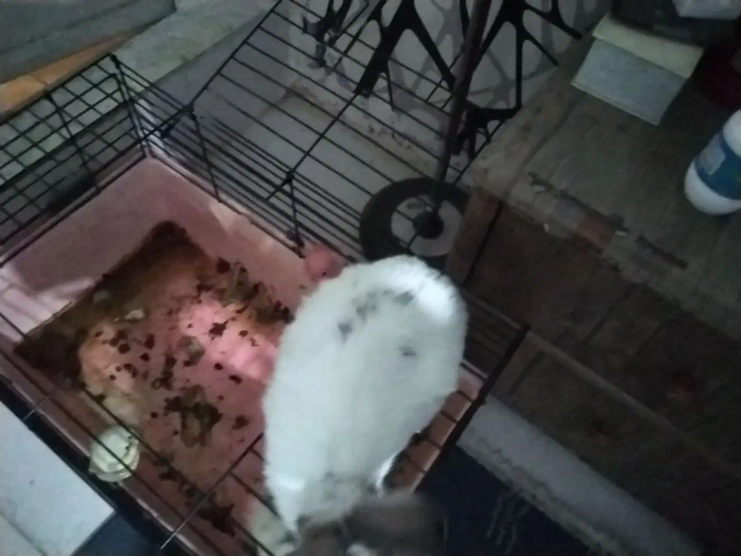 خرگوش سفید|موش و خرگوش|تهران, استخر|دیوار