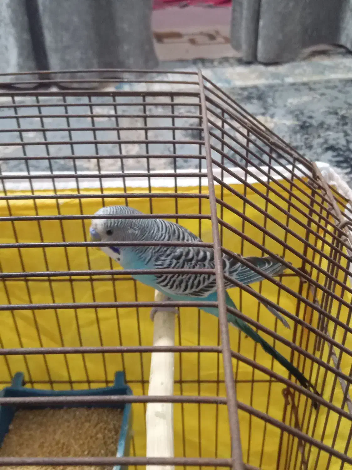 مرغ عشق معاوضه با کبوتر|پرنده|خرمشهر, |دیوار