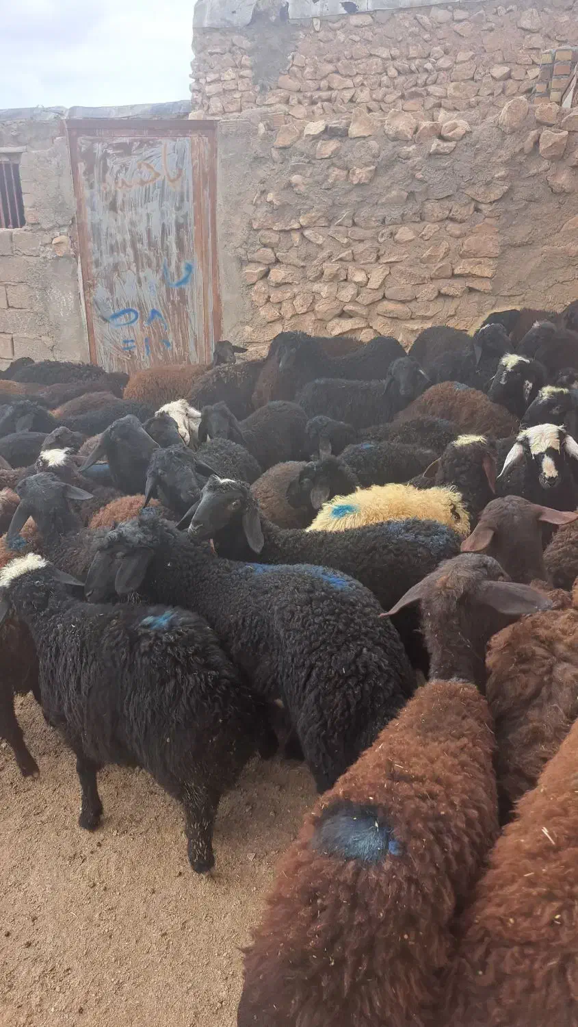 ۵۵ راس نر|حیوانات مزرعه|بوئین زهرا, |دیوار