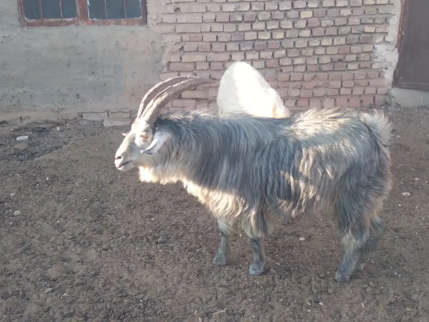 گوسفند|حیوانات مزرعه|سرایان, |دیوار