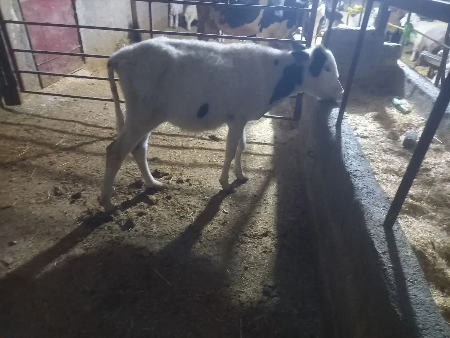 باسلام  یک عدد گوساله نر سیمینتال|حیوانات مزرعه|قلعه شاهین, |دیوار