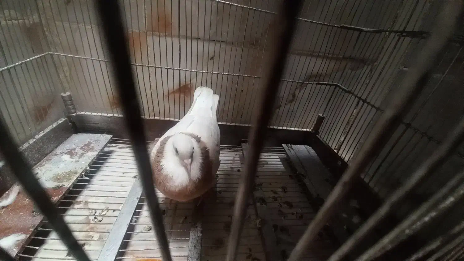 کبوتر سالم ونر|پرنده|تهران, وحیدیه|دیوار